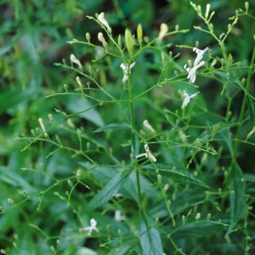 Hempedu Bumi