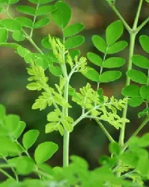 Pokok Kelor (Moringa)